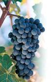 http://galeon.hispavista.com/uva-saludable/img/Uvas.jpg
